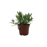 Λεβάντα - Lavandula angustifolia